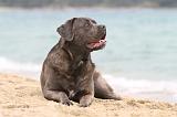 CANE CORSO 597